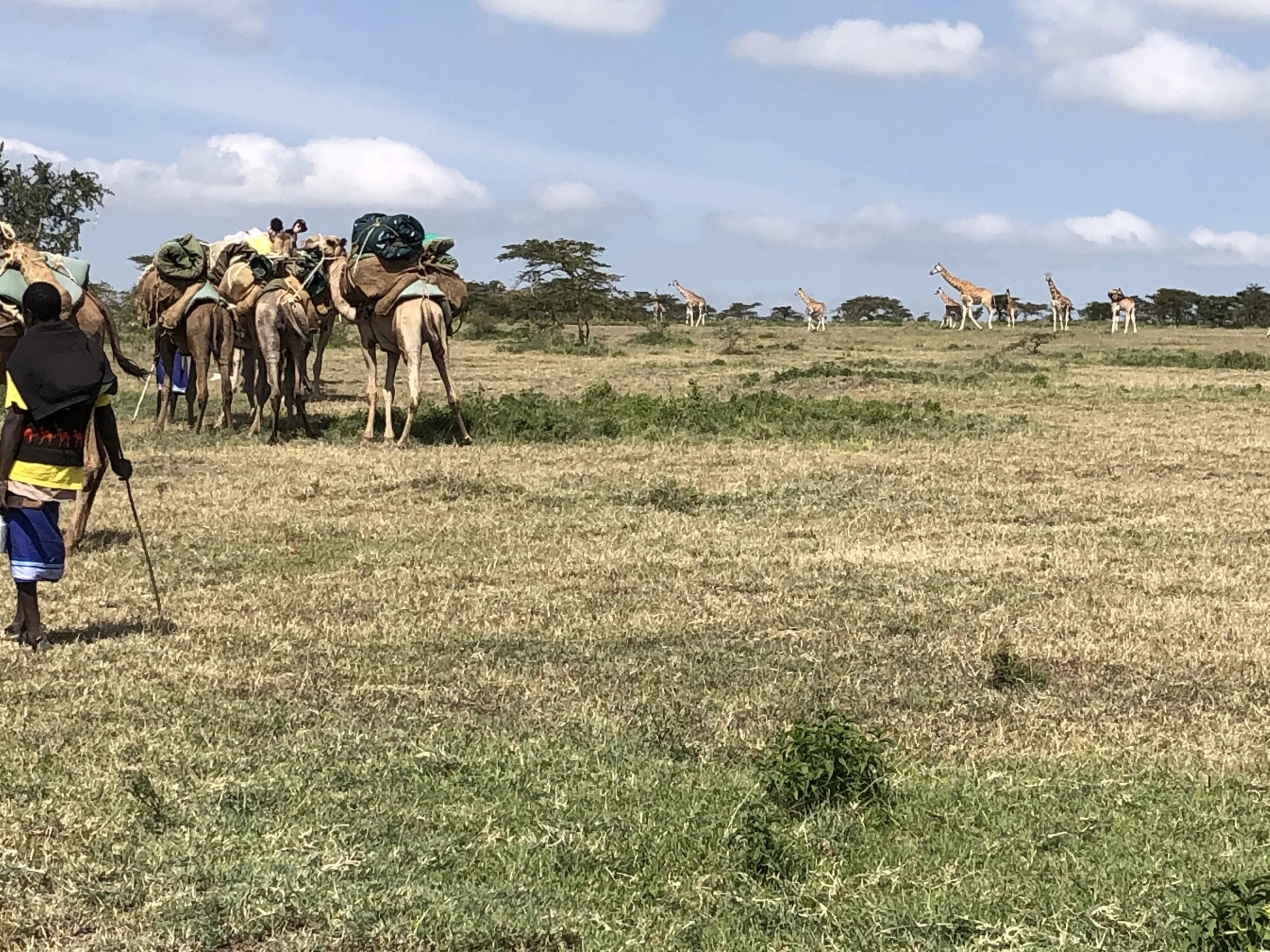 A string of saddled camels crosses dry grassland with several giraffe standing among trees behind