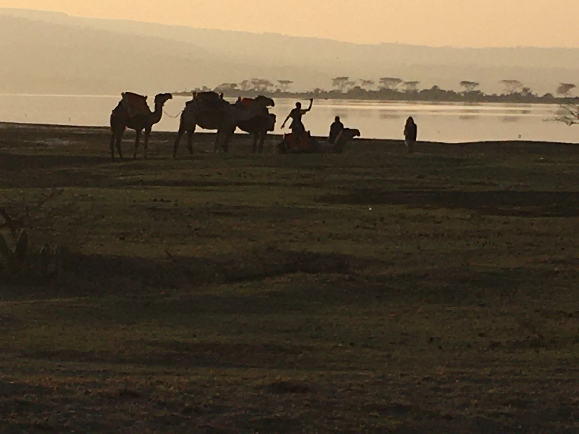 A line of camels and handlers silhouetted against a hazy gold sky on a flat lake shore at dusk