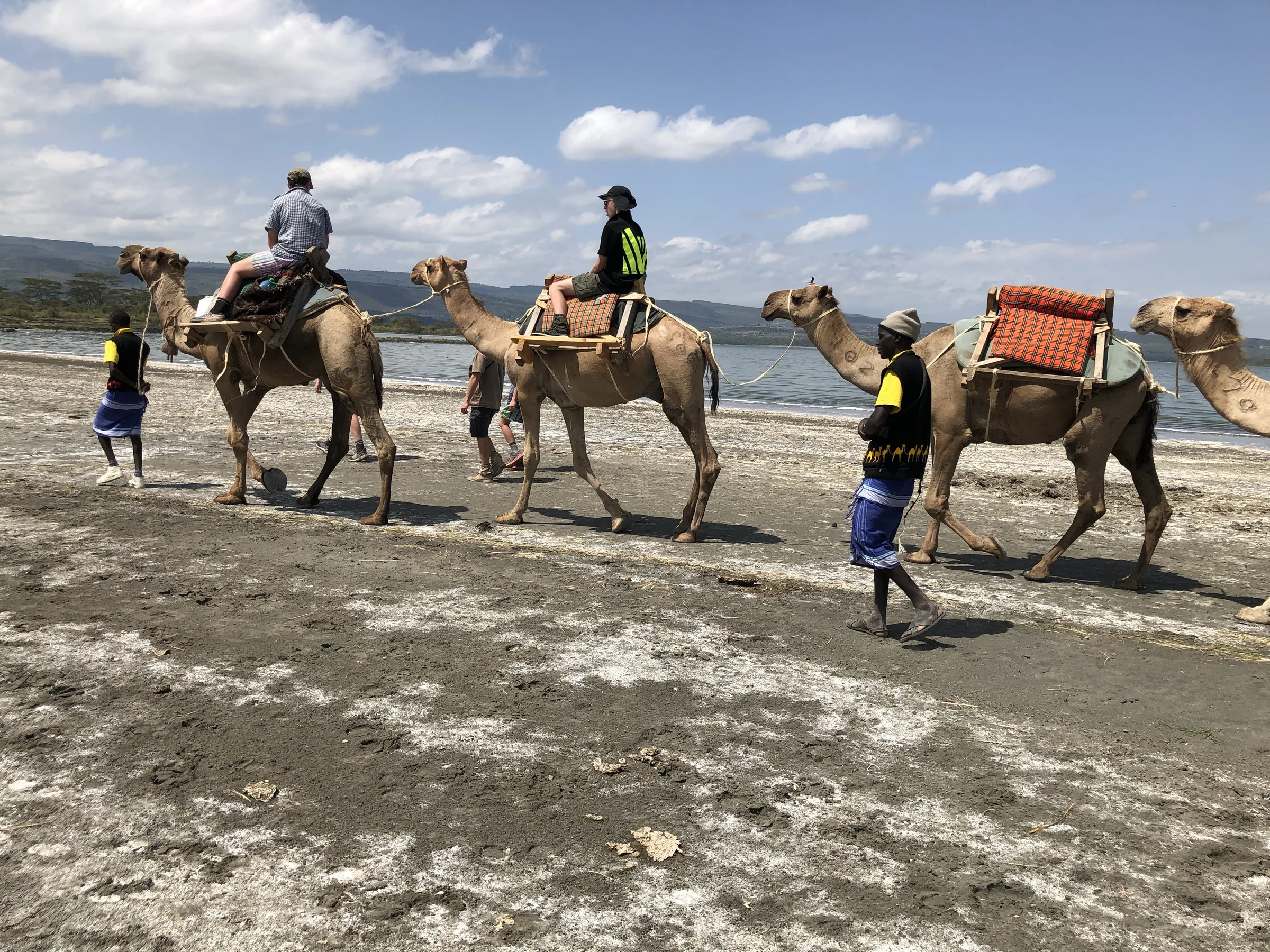 Guests and handlers move a group of camels across open ground below a line of blue hills