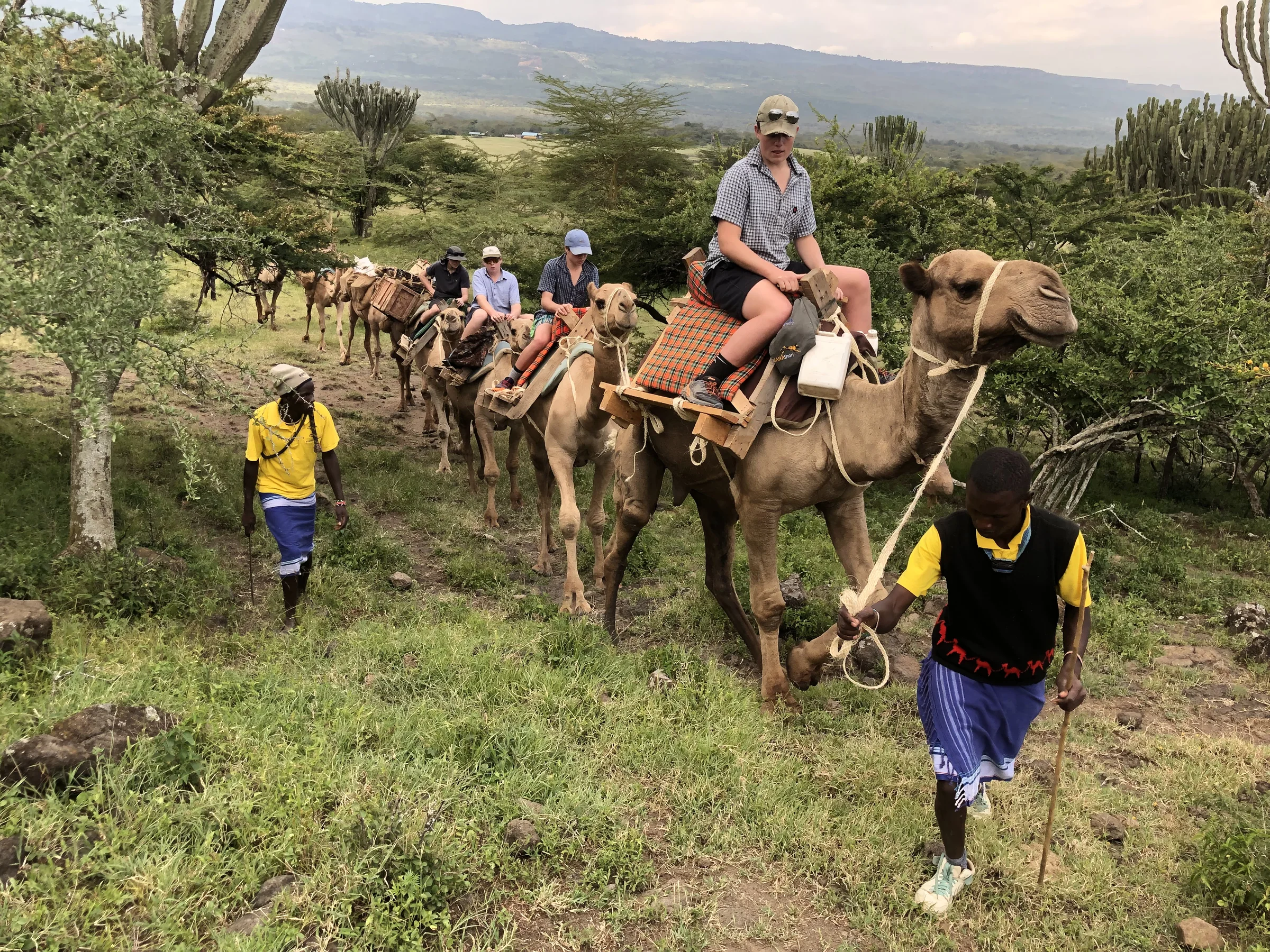 Guests ride camels in single file along a green bush track, led on foot by handlers in yellow and blue
