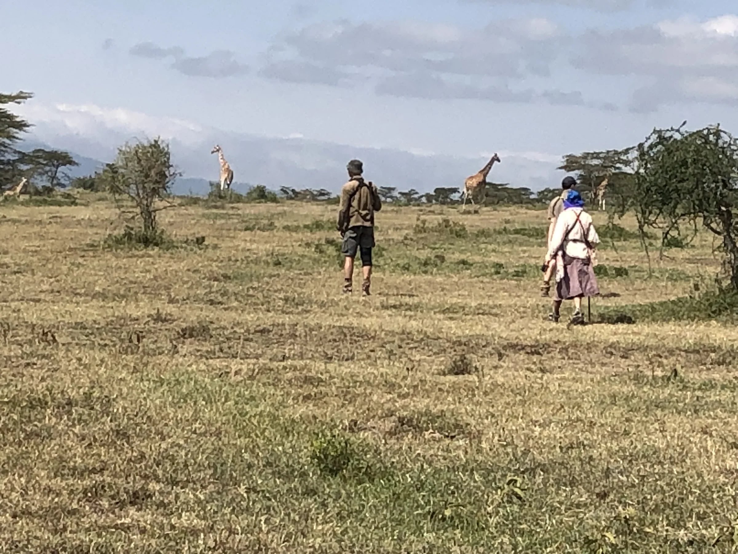 Handlers walk camels across open grassland while giraffe browse acacia trees in the distance