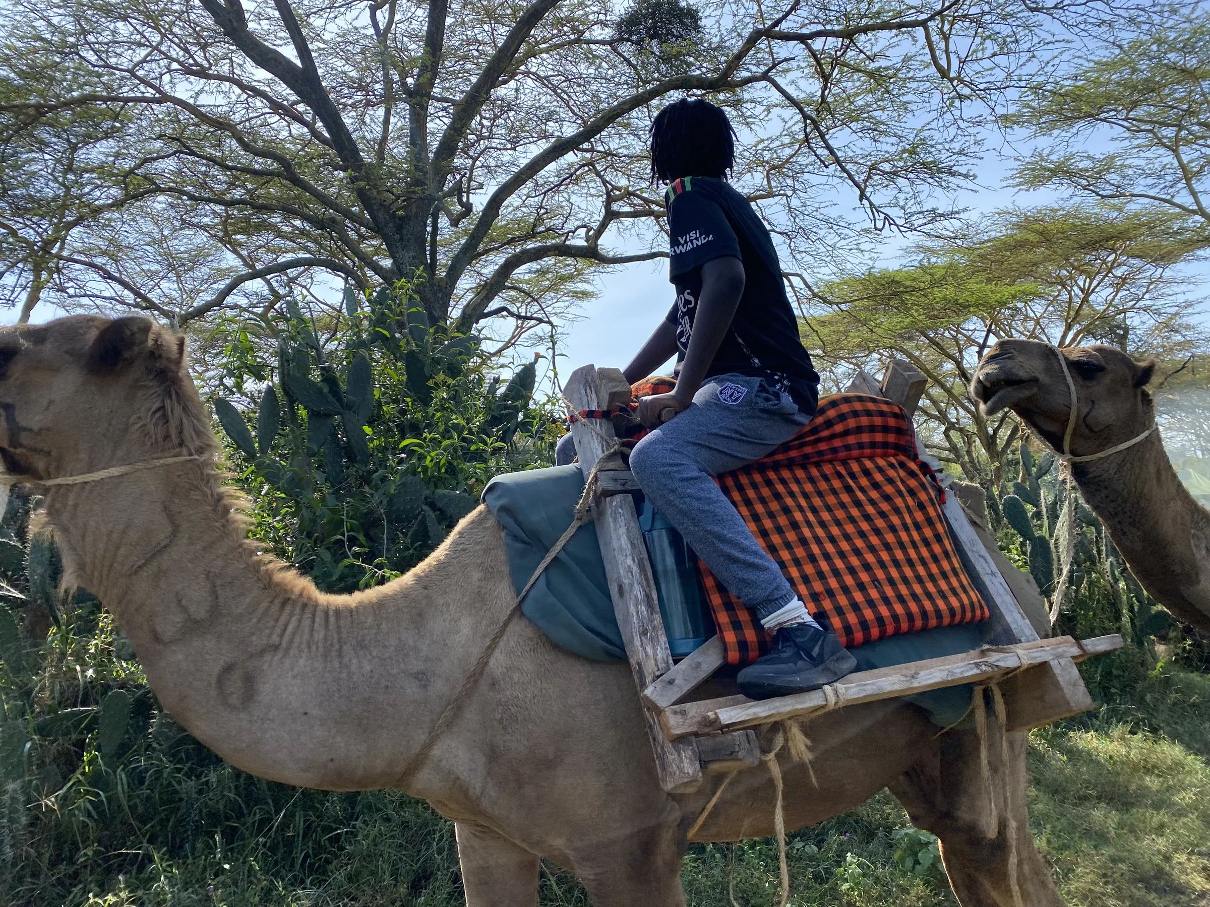 A rider sits on a blanketed wooden camel saddle under acacia trees while a handler steadies the animal