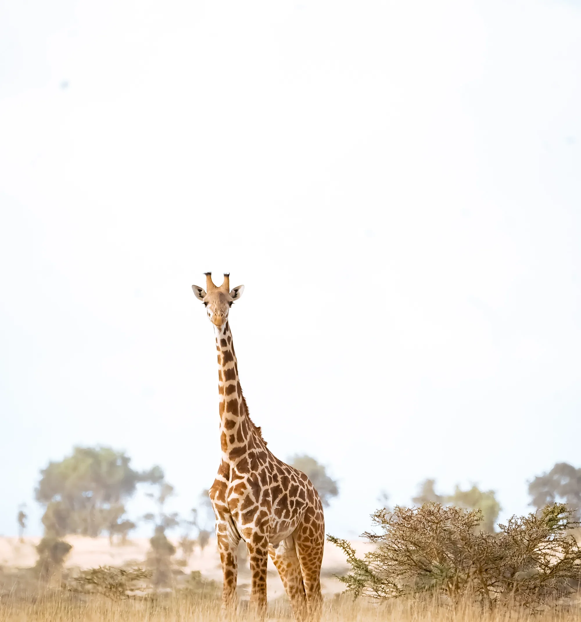 A giraffe stands alone in tall golden grass beside a thorn bush under a bright, almost white sky