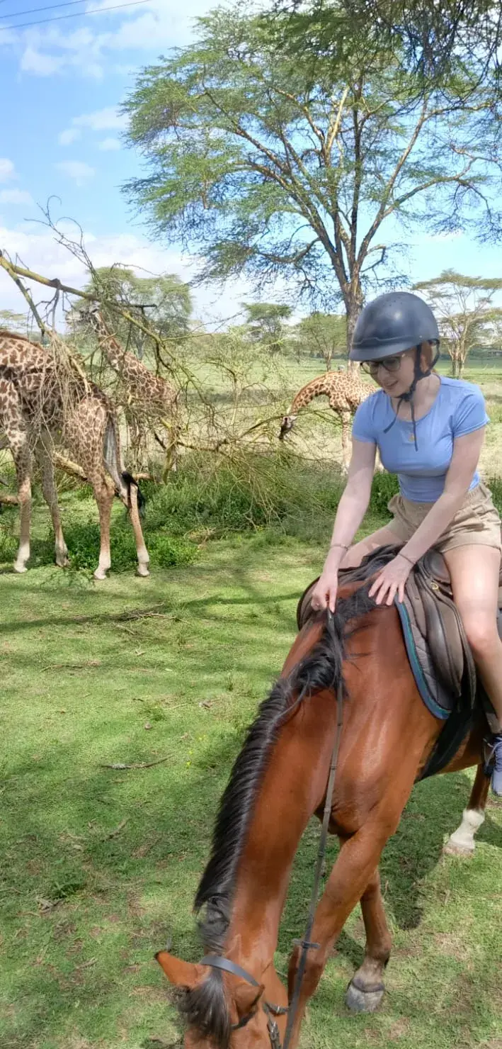 A guest in a riding helmet leans forward in the saddle, smiling, as three giraffe browse a fallen acacia beside her