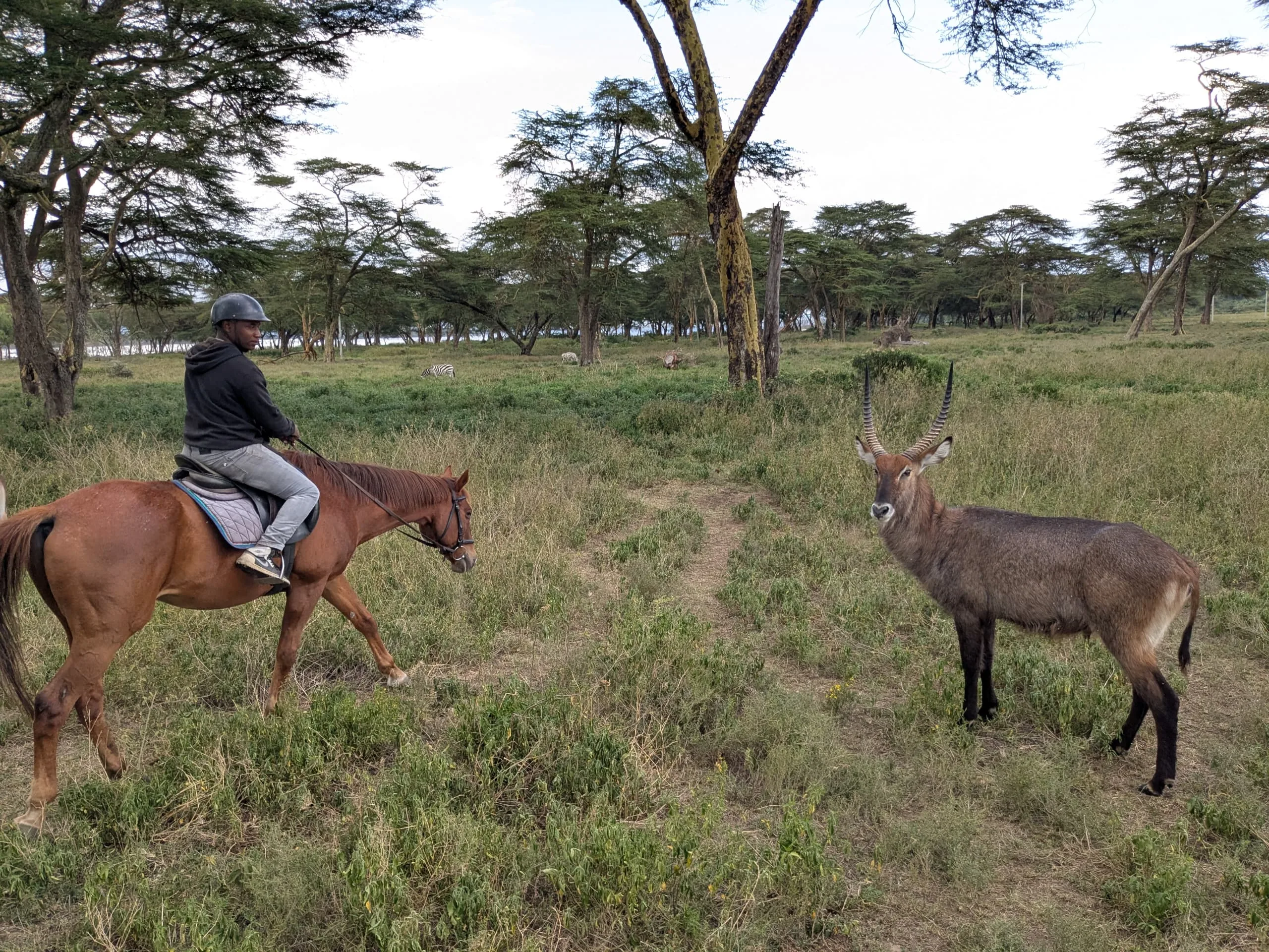 A guide on a chestnut horse halts a few metres from a male waterbuck with long curved horns in open acacia woodland