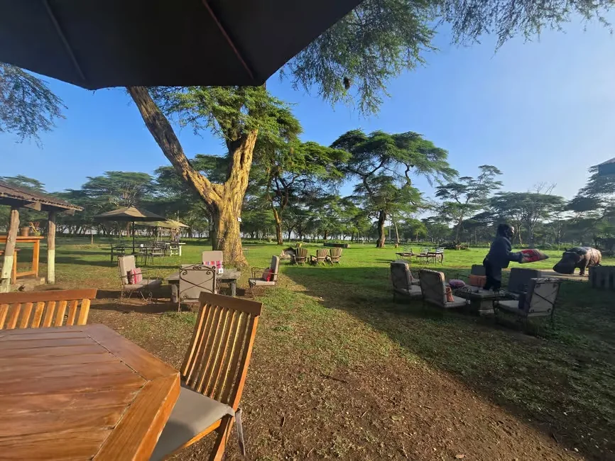 Wooden tables, umbrellas and armchairs set out on a green lawn beneath flat-topped acacia trees at a safari picnic site