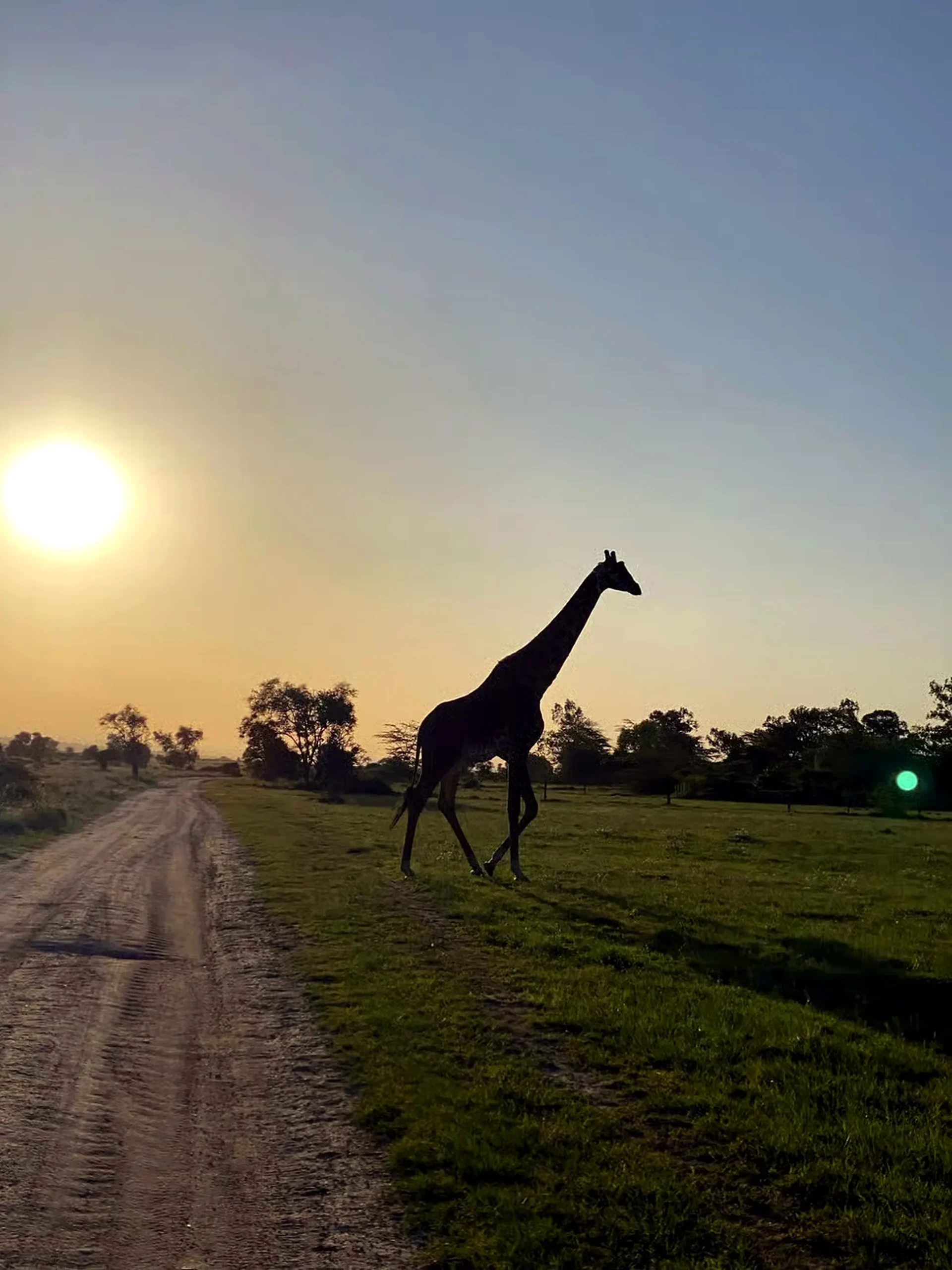 A giraffe walks beside a dirt track in silhouette against a low golden sun on a Kenyan conservancy
