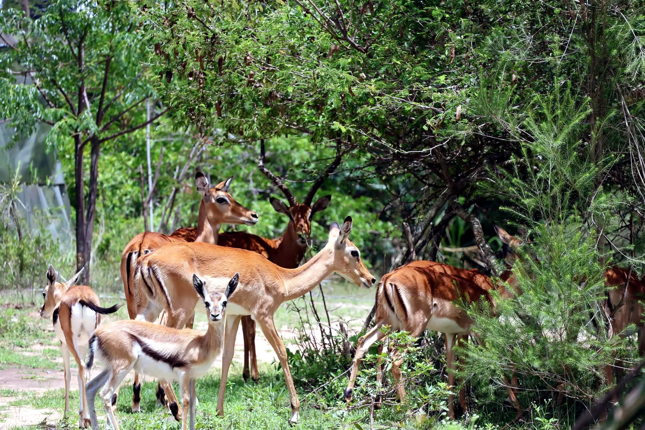 A herd of impala with a young fawn standing alert in dappled shade under green acacia and pepper trees
