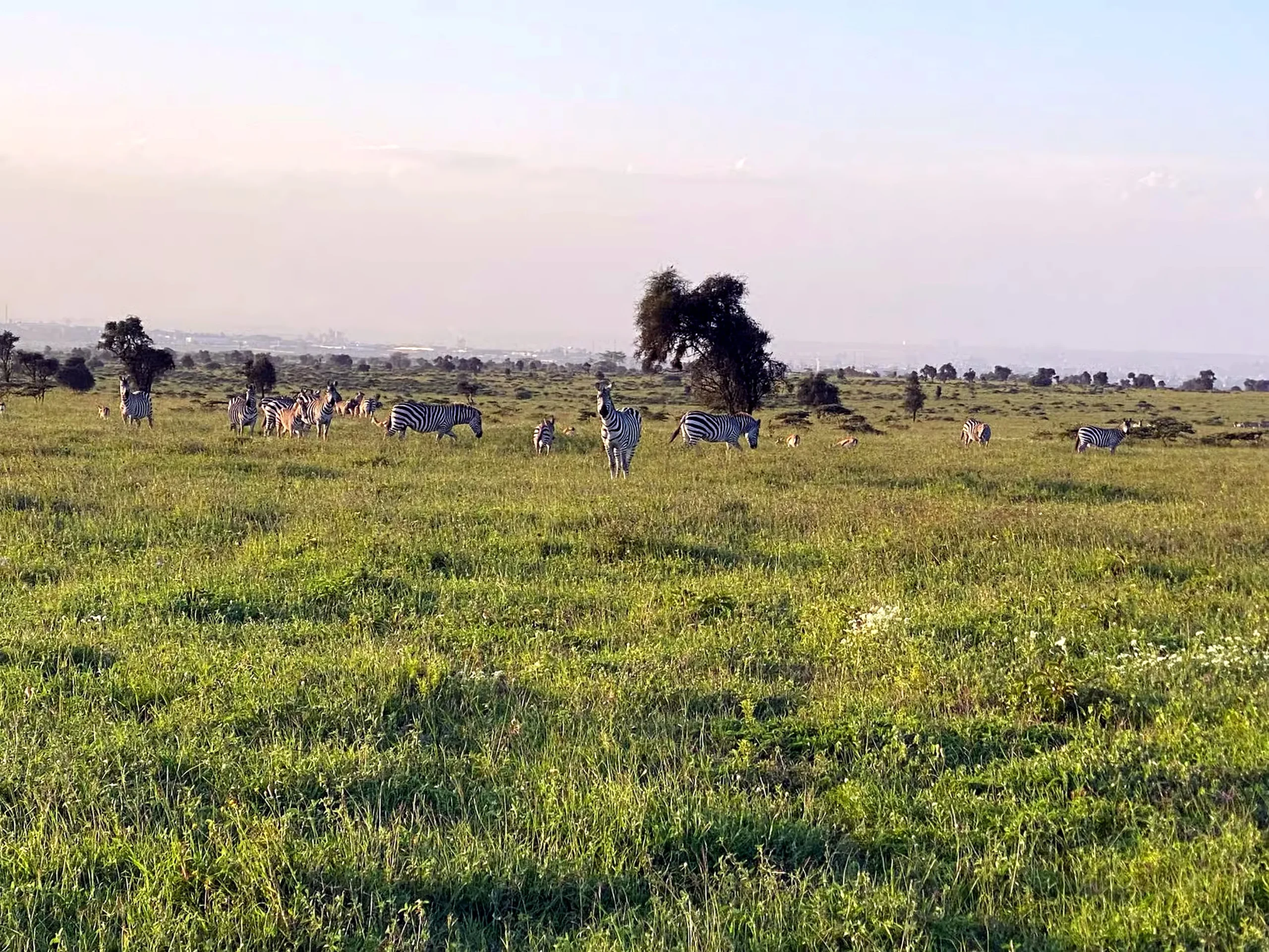 A herd of plains zebra grazing in long green grass on open savannah, with the Nairobi skyline faint on the horizon