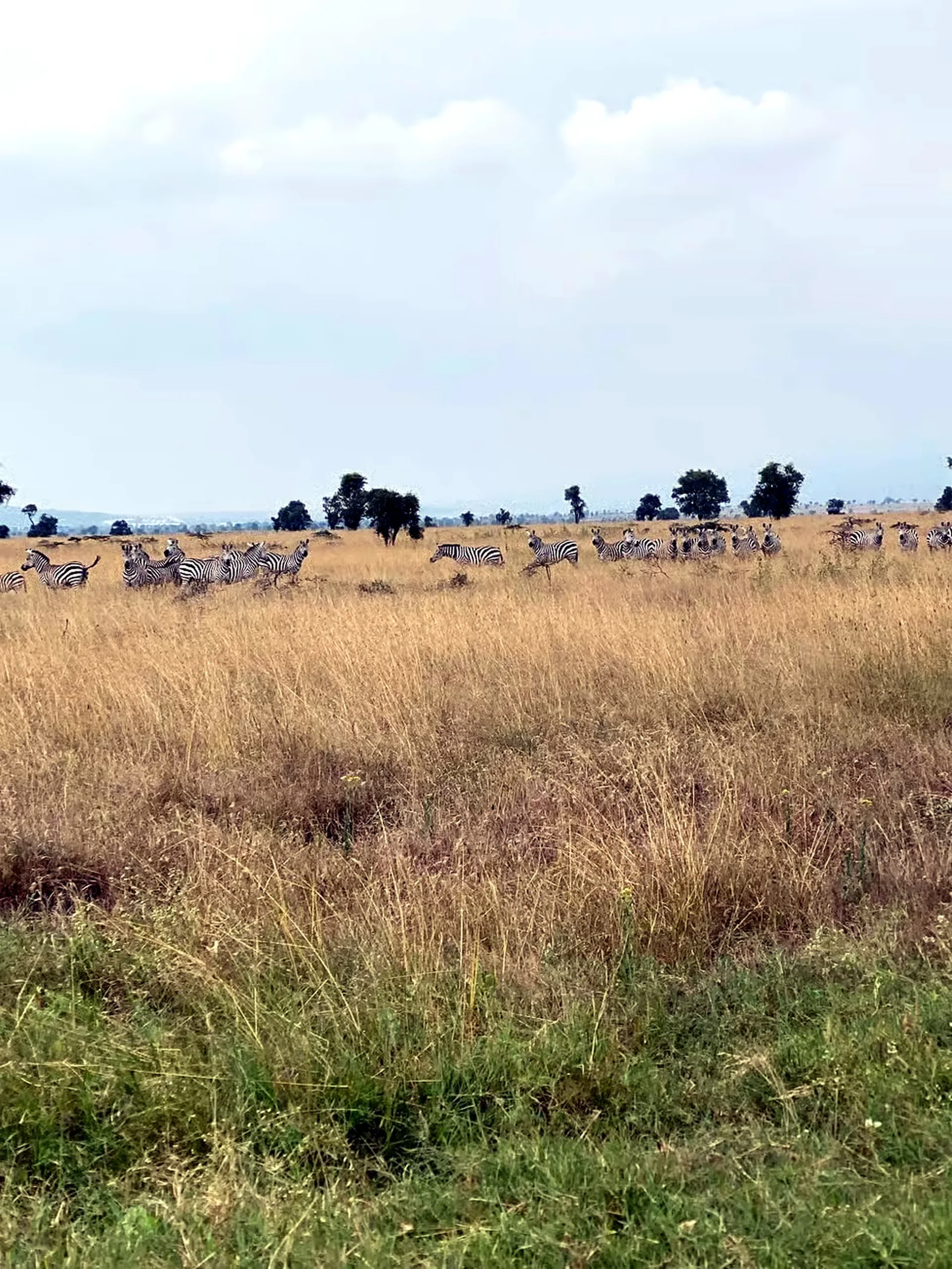 A long line of zebra moving through waist-high golden grass under a wide cloudy sky on the Athi plains