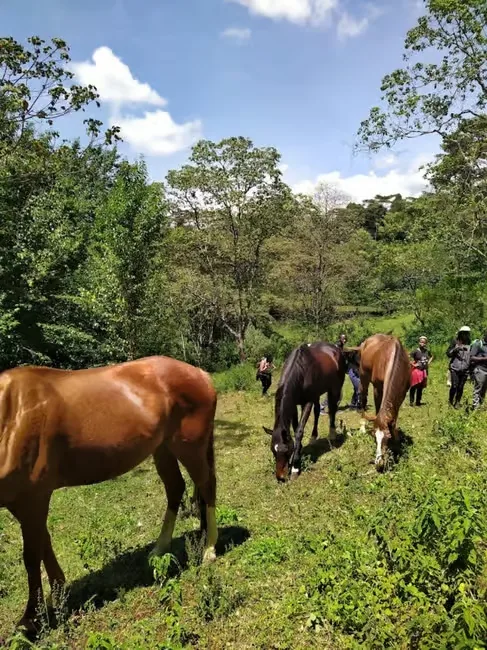 Horses graze on a green forest trail as riders walk ahead between tall indigenous trees