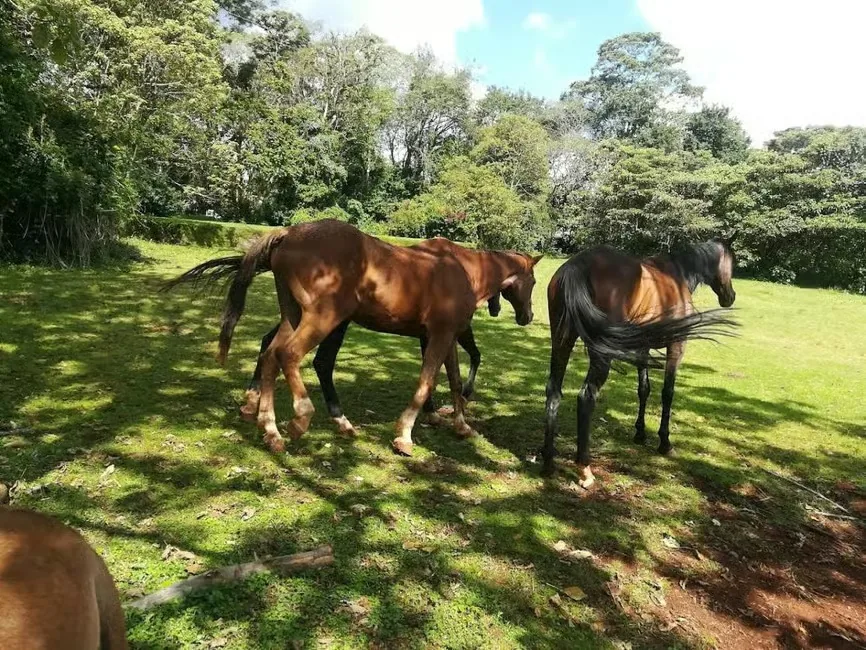 Three horses walk across a bright green paddock edged by dense highland forest in dappled afternoon sun