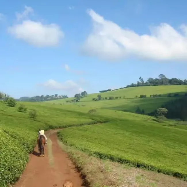 A lone rider follows a narrow red path between bright green tea bushes across rolling highland hills