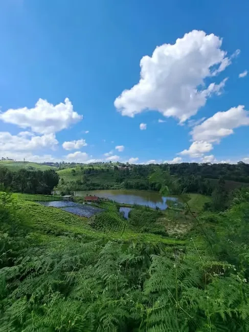 A green valley of tea and fern with a small farm dam below, under a blue sky of tall white cumulus