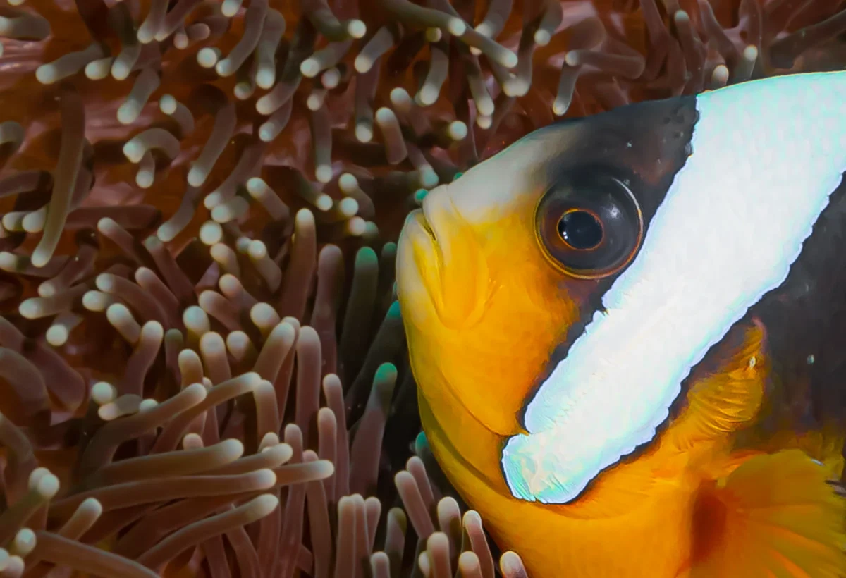 A close view of an orange anemonefish with a white bar, nestled deep in a pale anemone