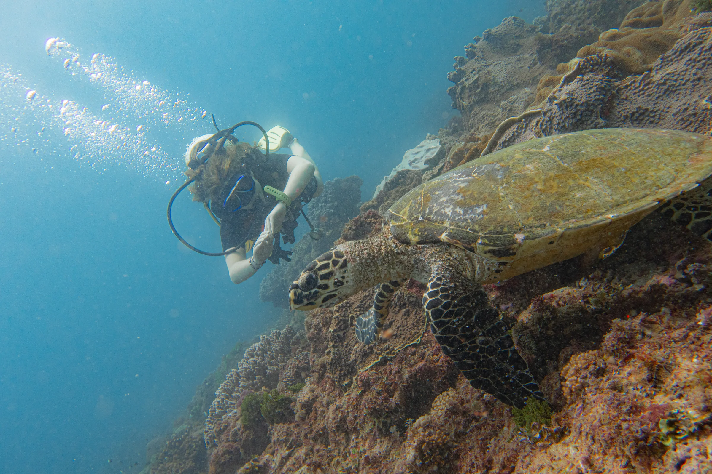 A diver hovers face to face with a large green turtle resting on the reef