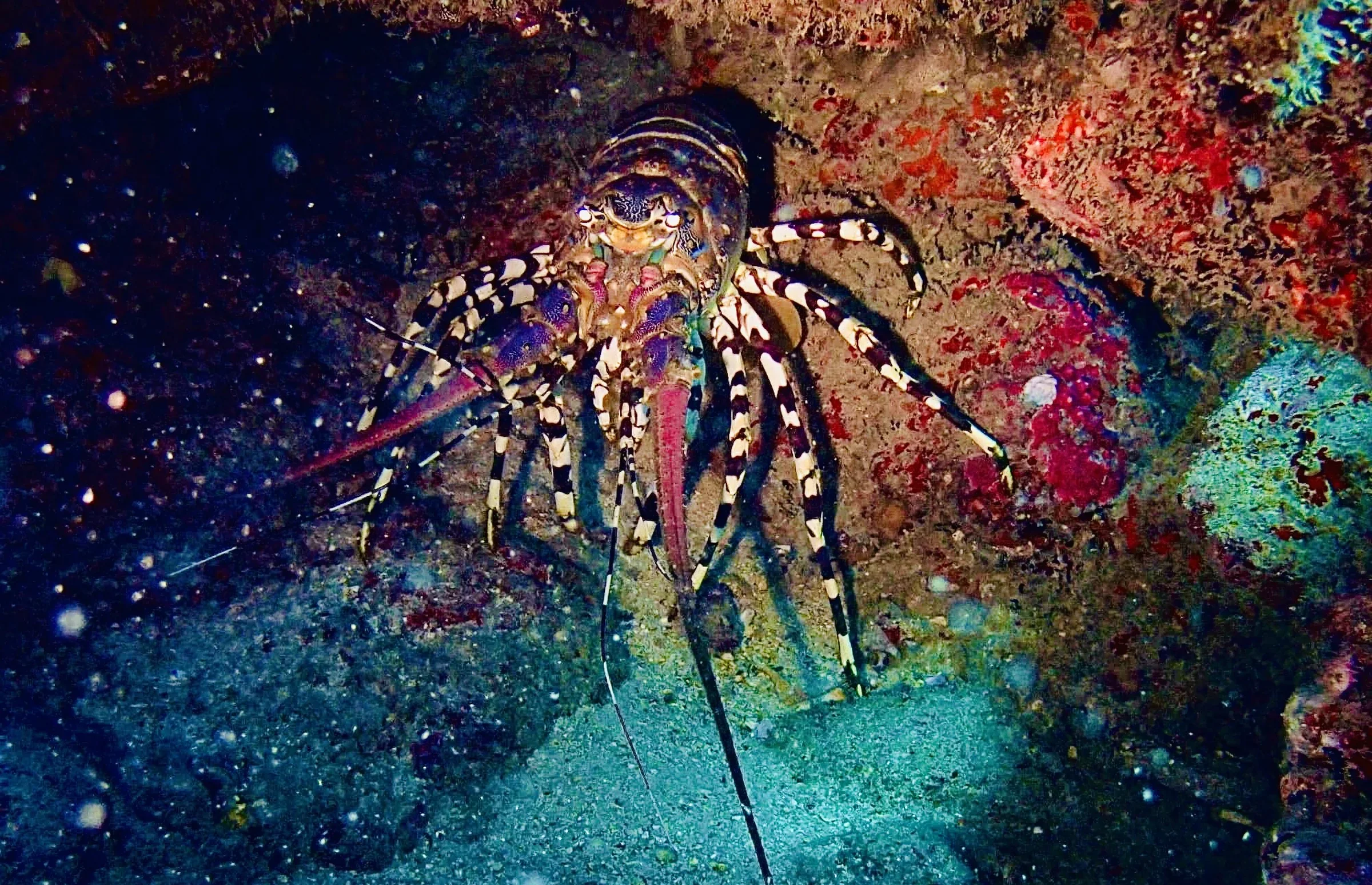 A lionfish spreads its banded fins above a dark reef scattered with red and orange growth