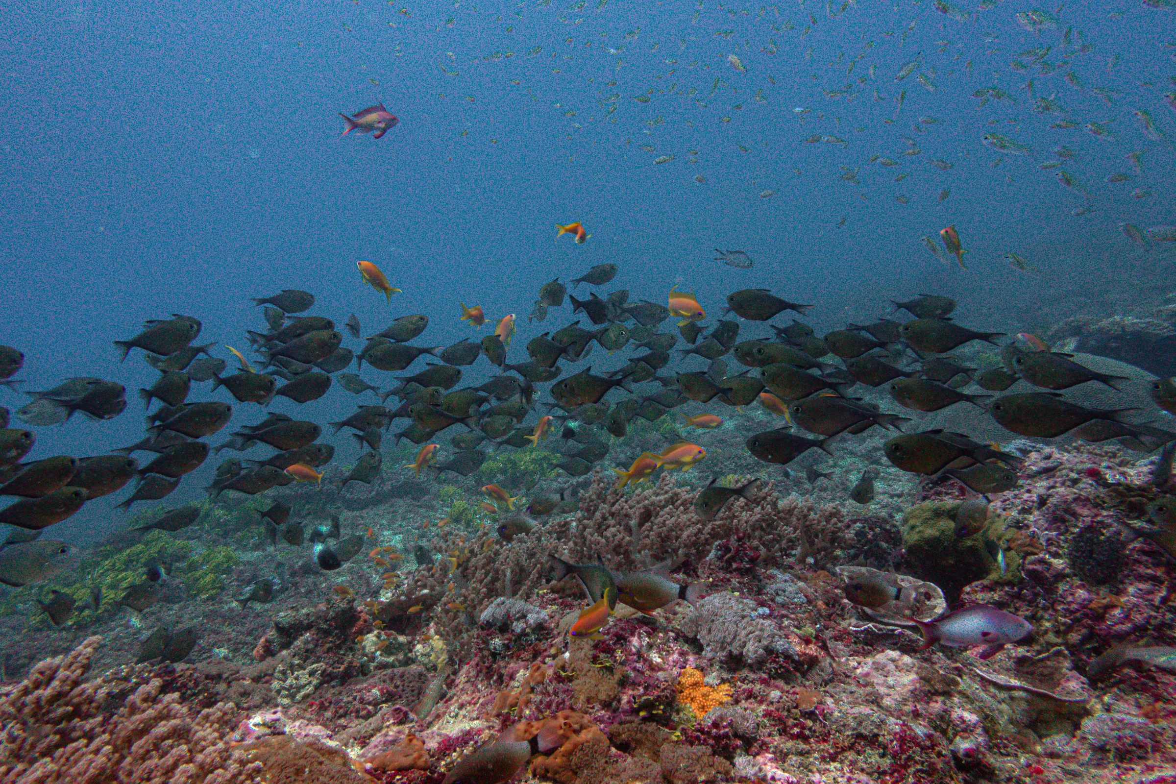A dense shoal of small silver and orange fish streams over a coral reef in open blue water