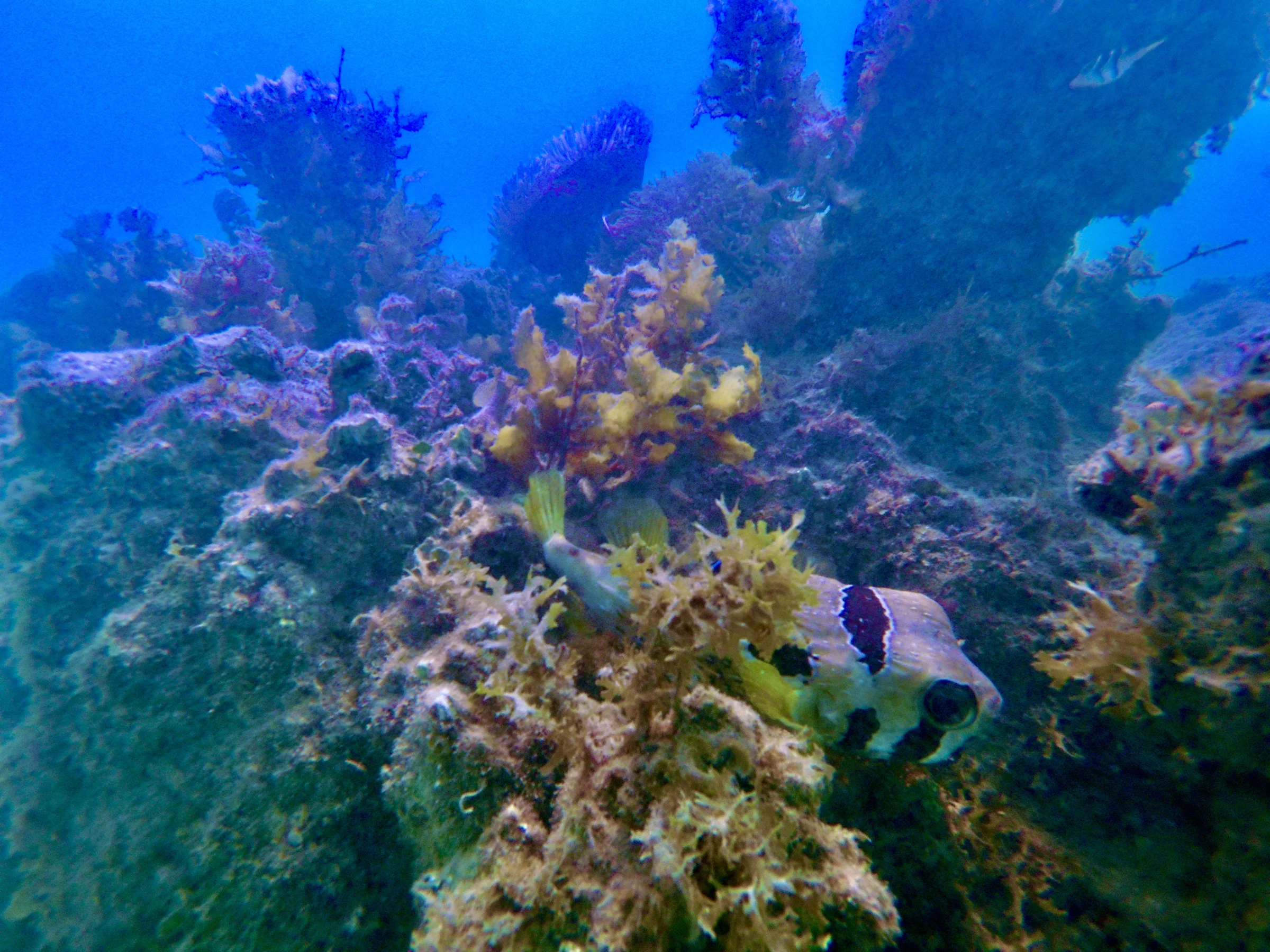 Purple and blue soft corals and small reef fish in bright, clear water
